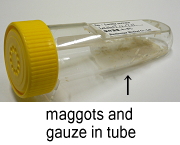 maggots and gauze in tube